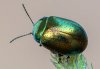 Chrysolina hyperici