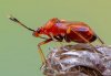 Deraeocoris ruber